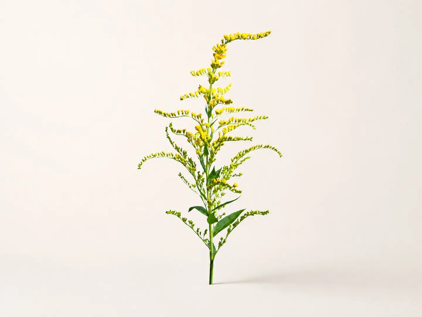 Solidago