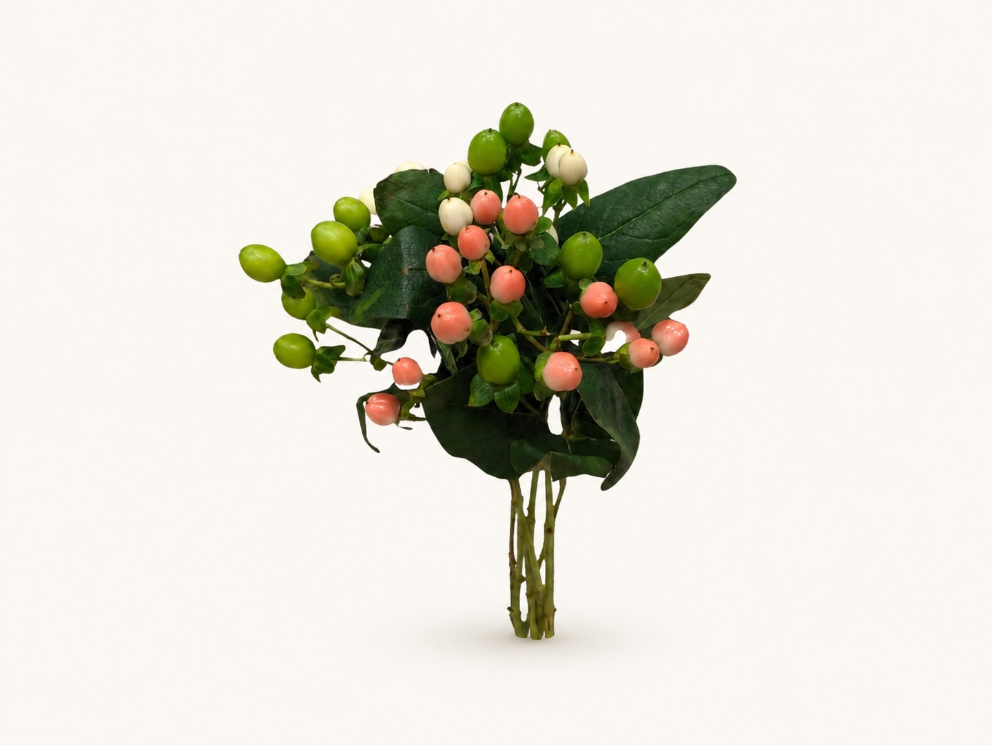 Hypericum