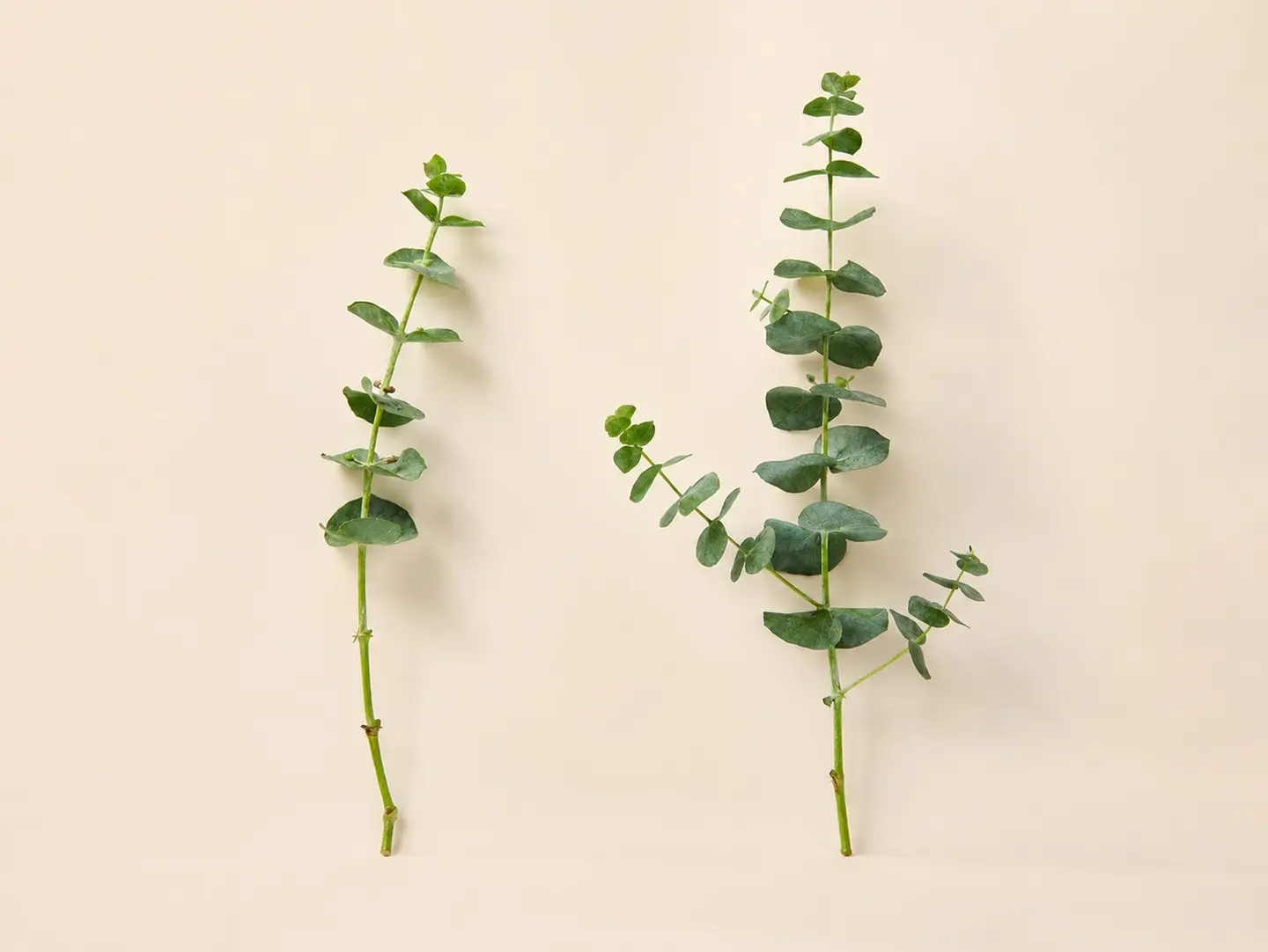 Eucalyptus