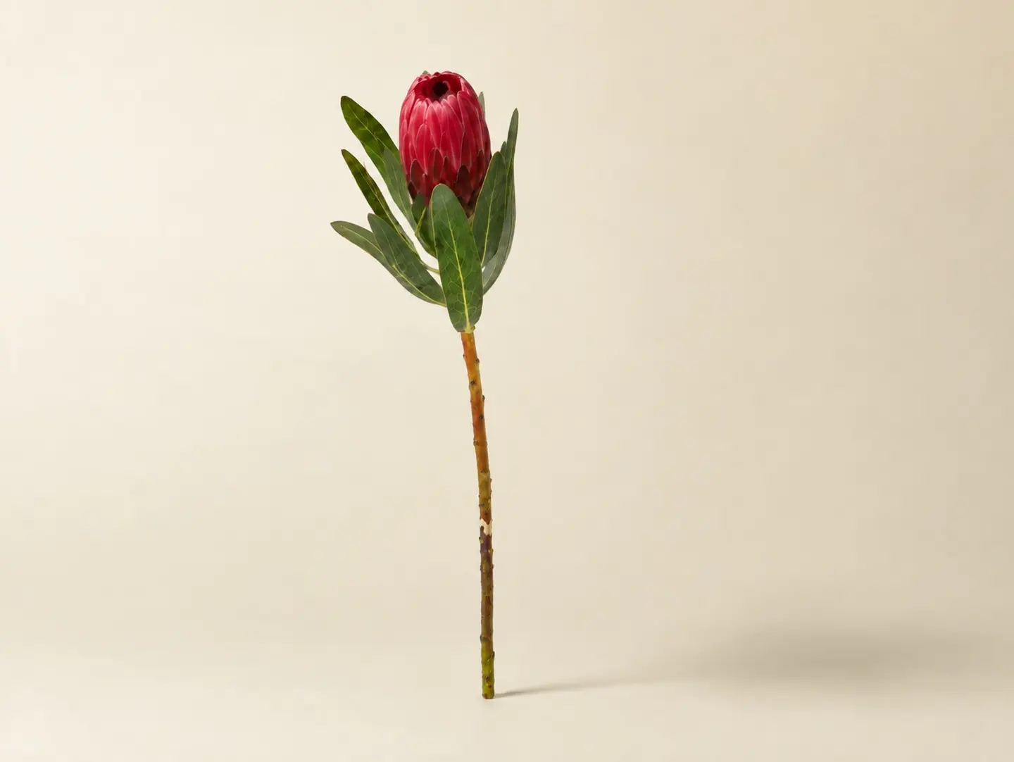 Protea