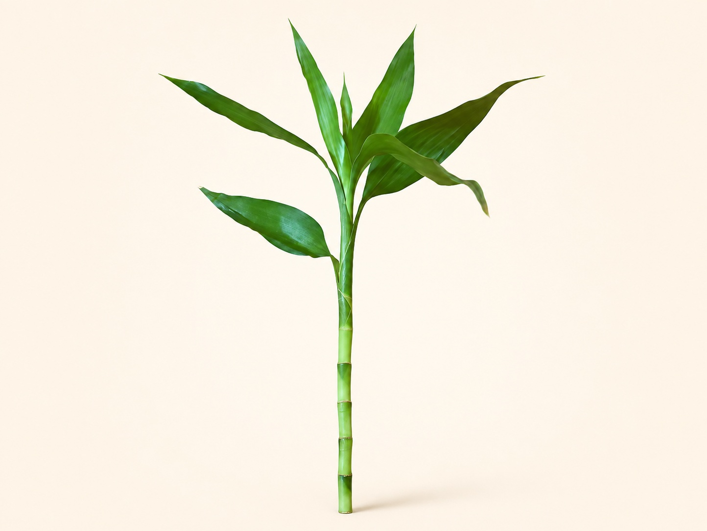 Lucky Bamboo