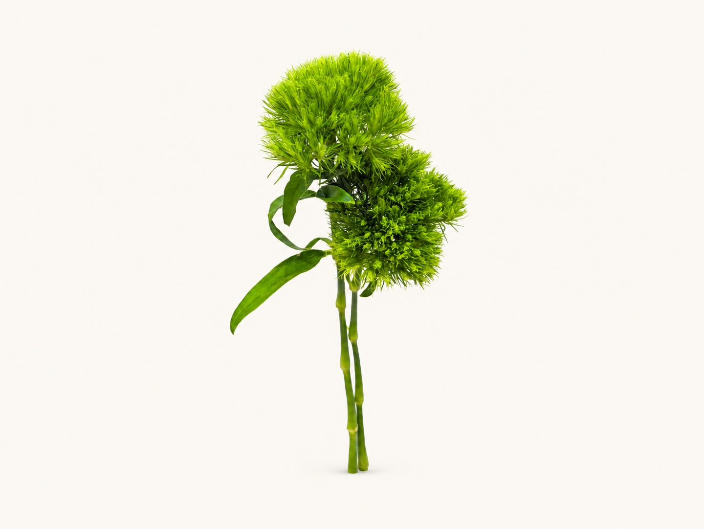 Green Cornsh