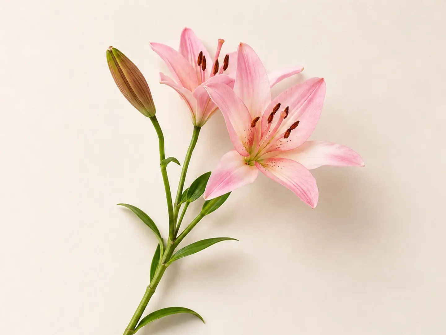 Lilium