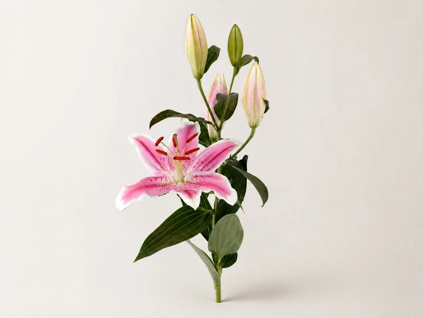 Star Keizer Flower
