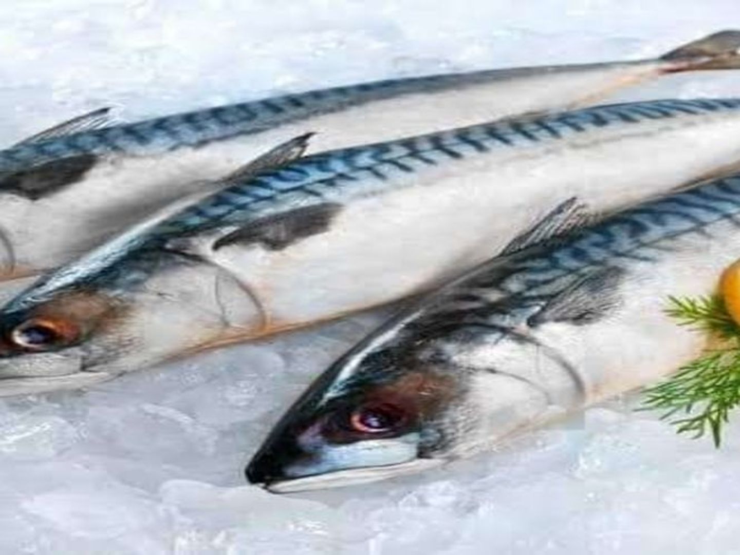 Frozen Norwegian Mackerel 1 Kg