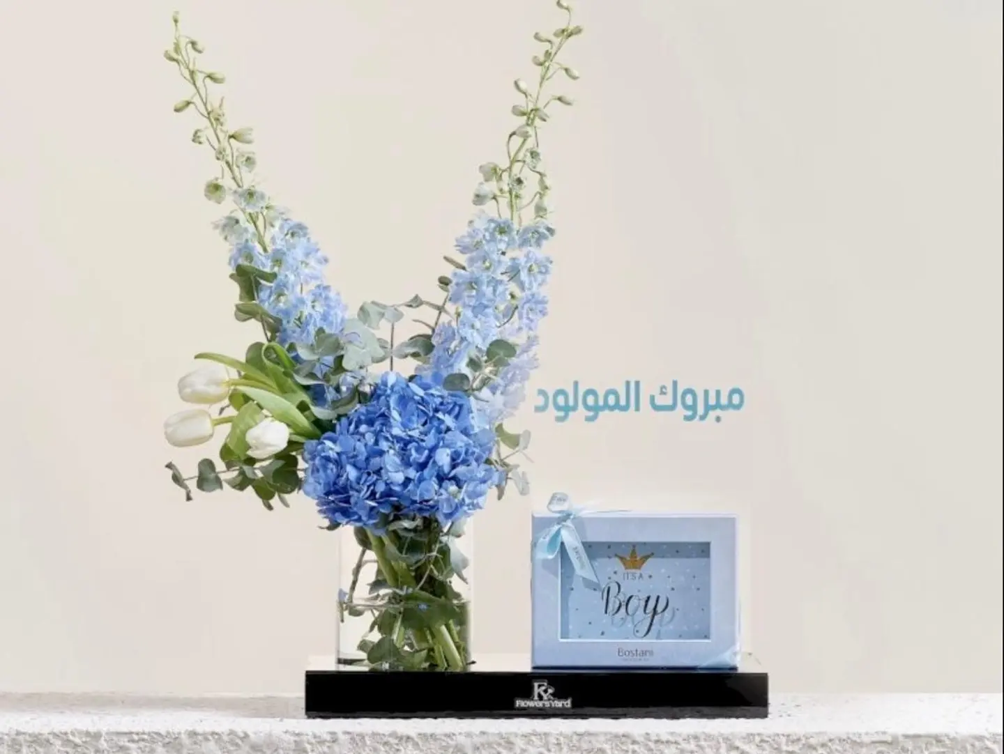 Baby Boy Chocolate Hanoverian