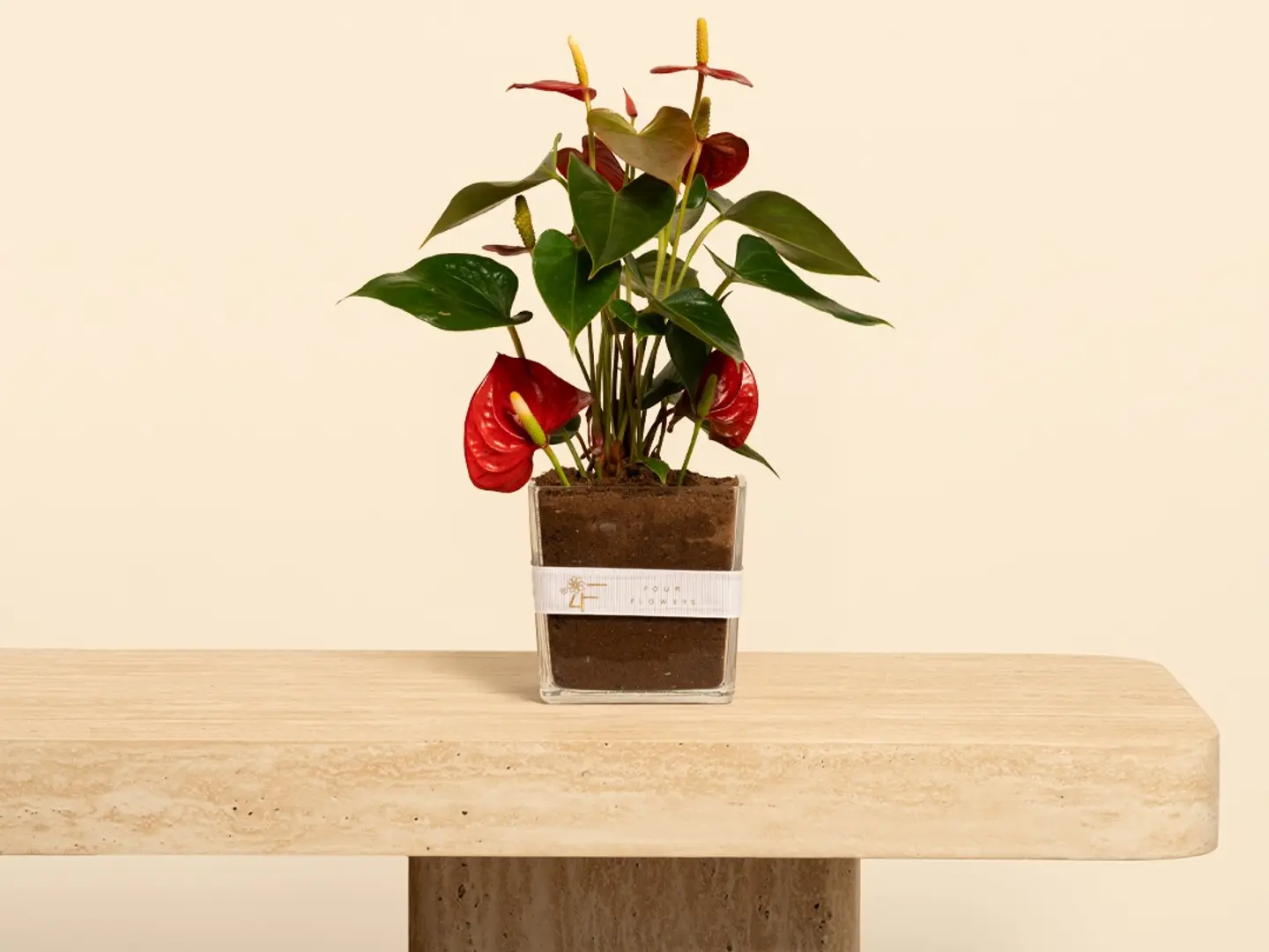 فازة انتوريوم