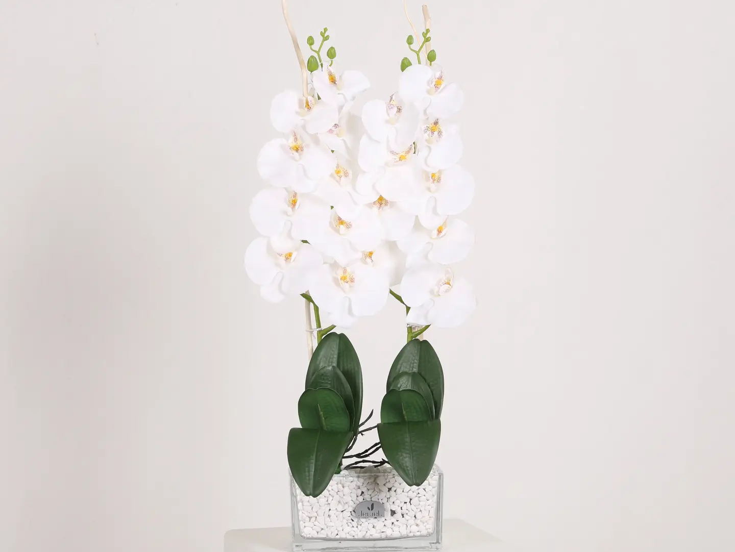 The Splendor Of The Orchid 1