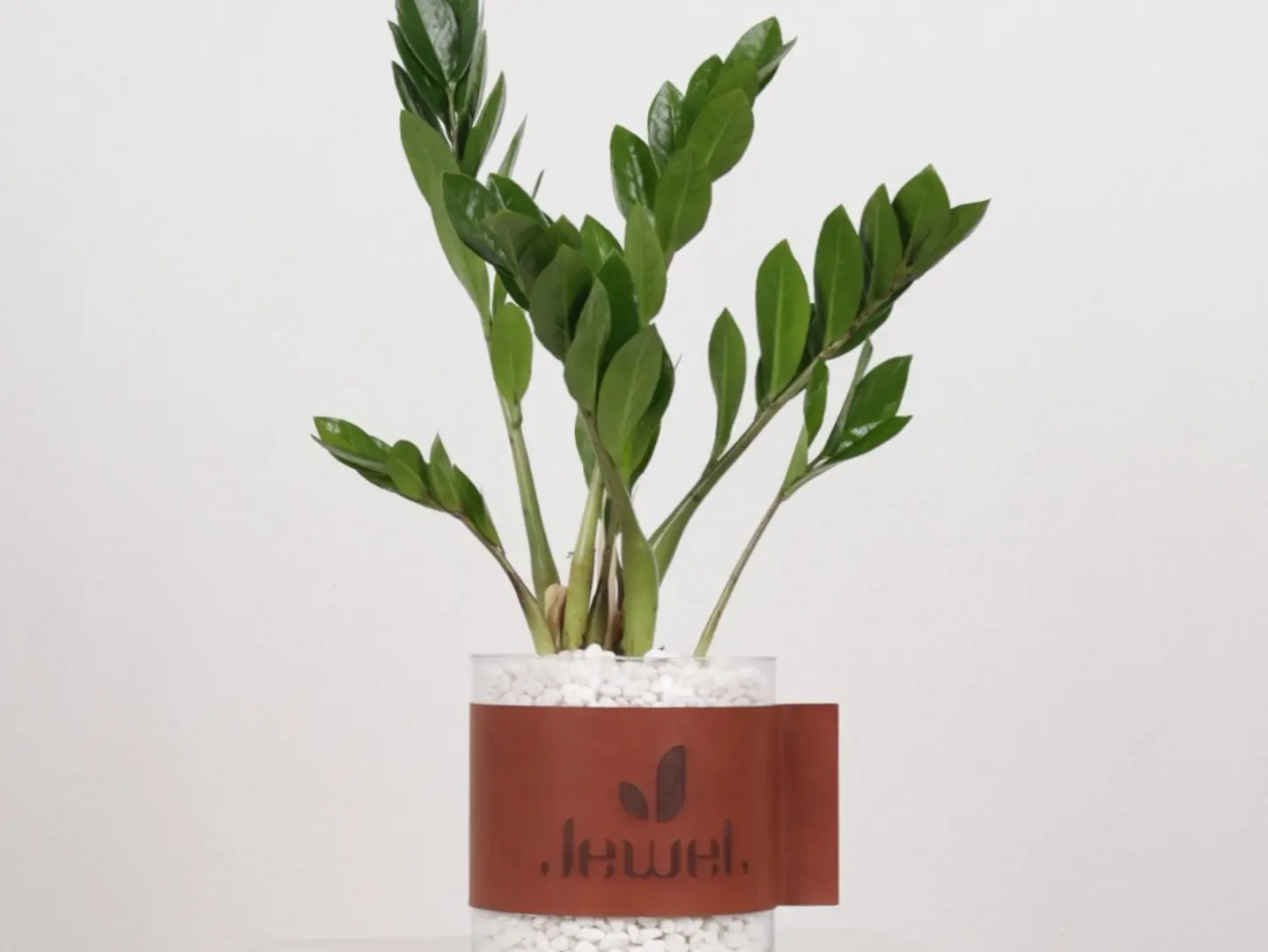 Zamia Plant