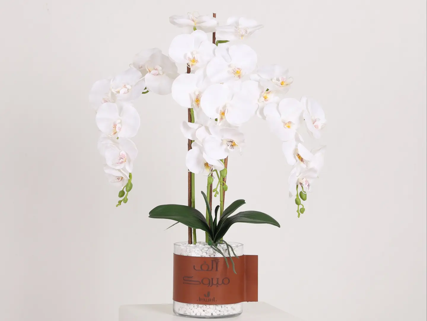 Elegant Orchid