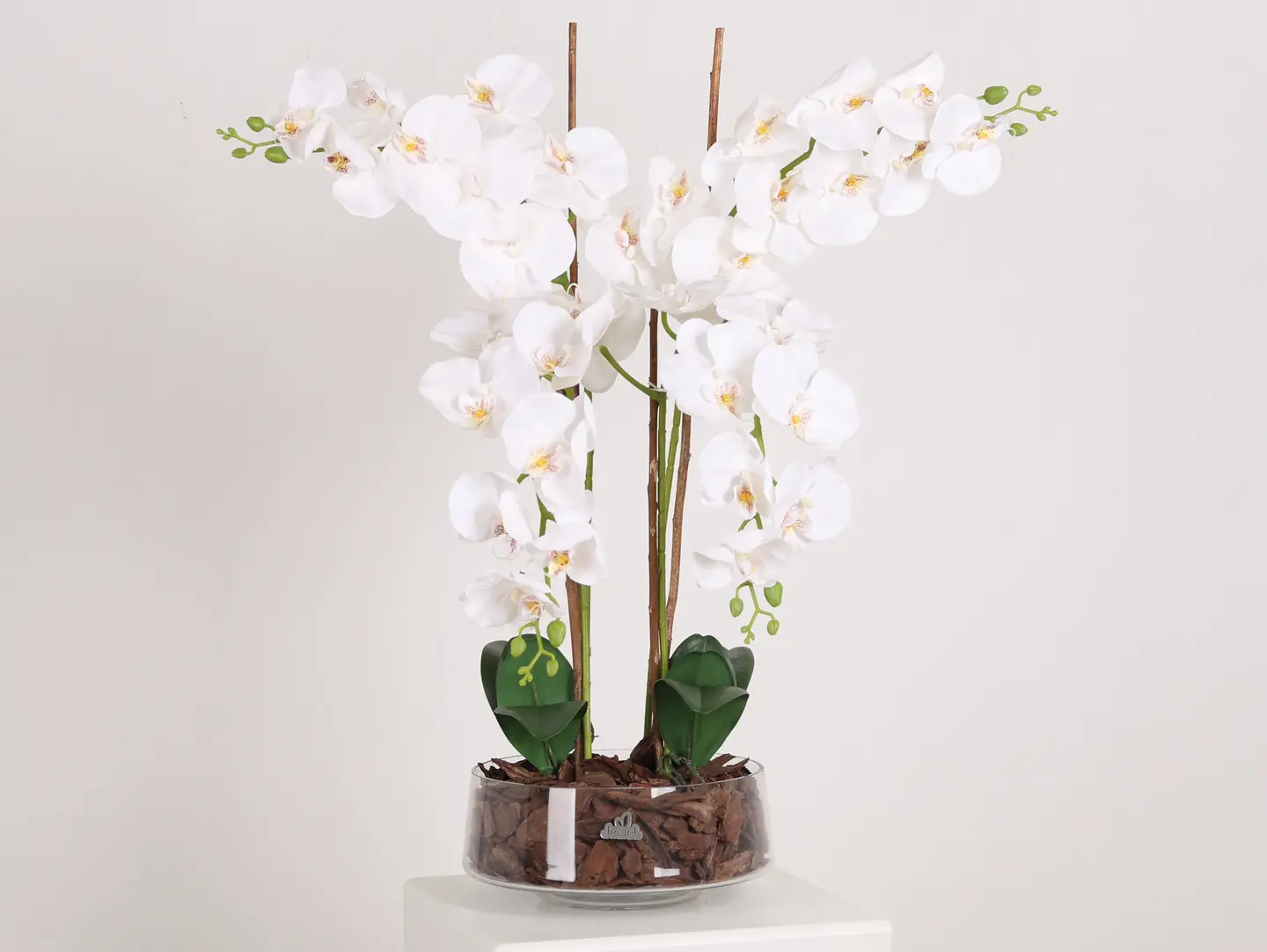 Orchid Of Happiness