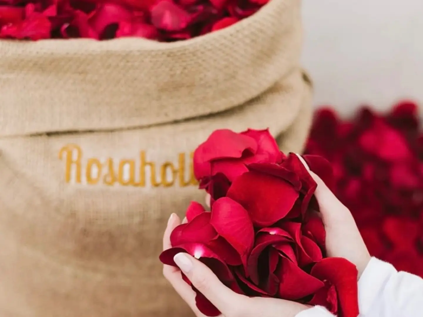 بتلات ورد روز أحمر