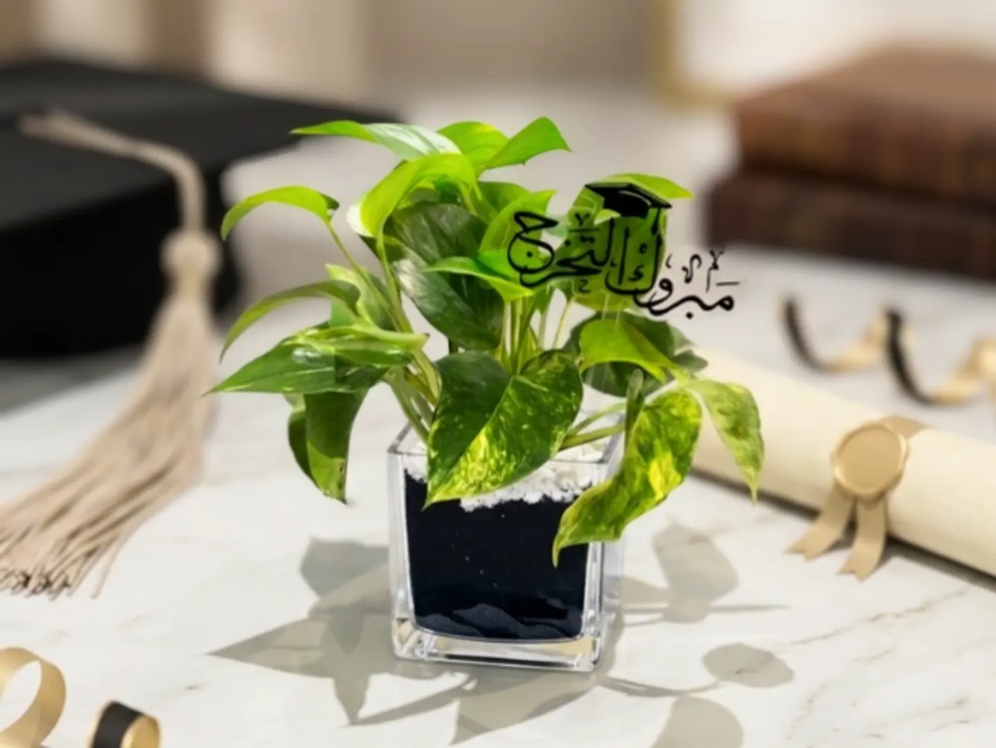 Pothos Plant With Graduation Topper