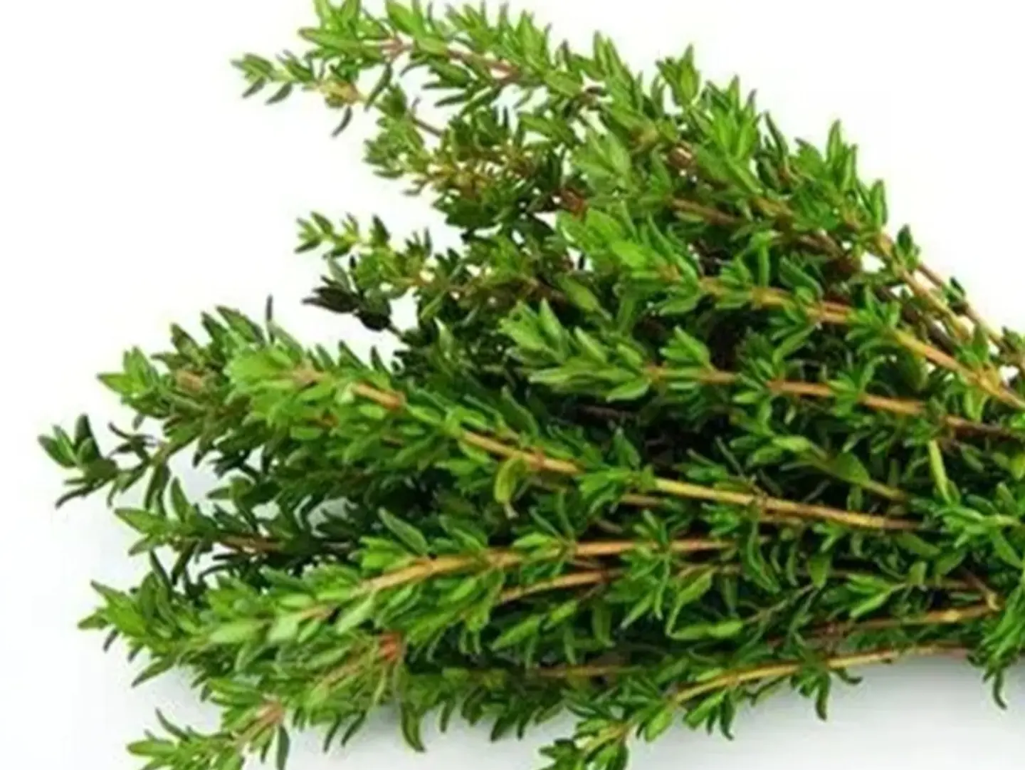 Fresh Thyme