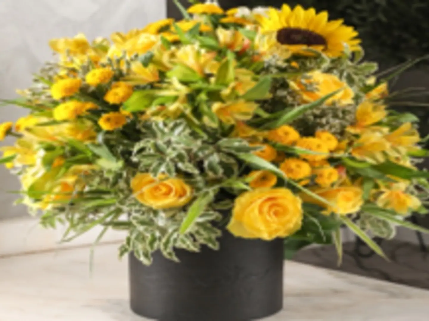 فازة الشعاع جلد