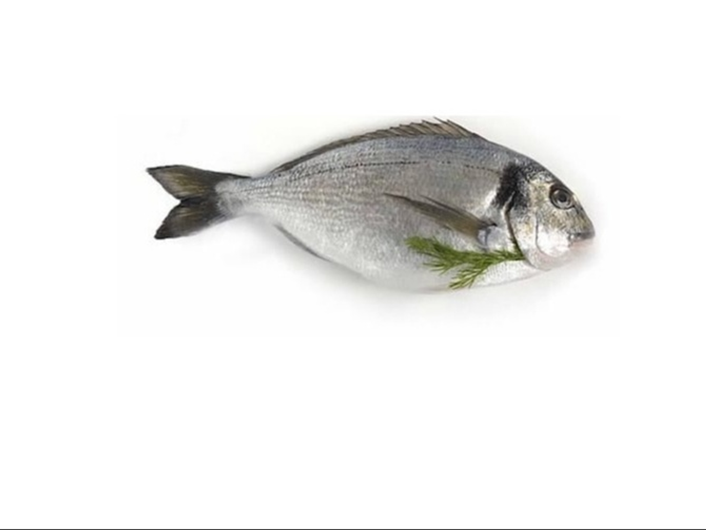 دنيس 400 جرام - دنيس صغير