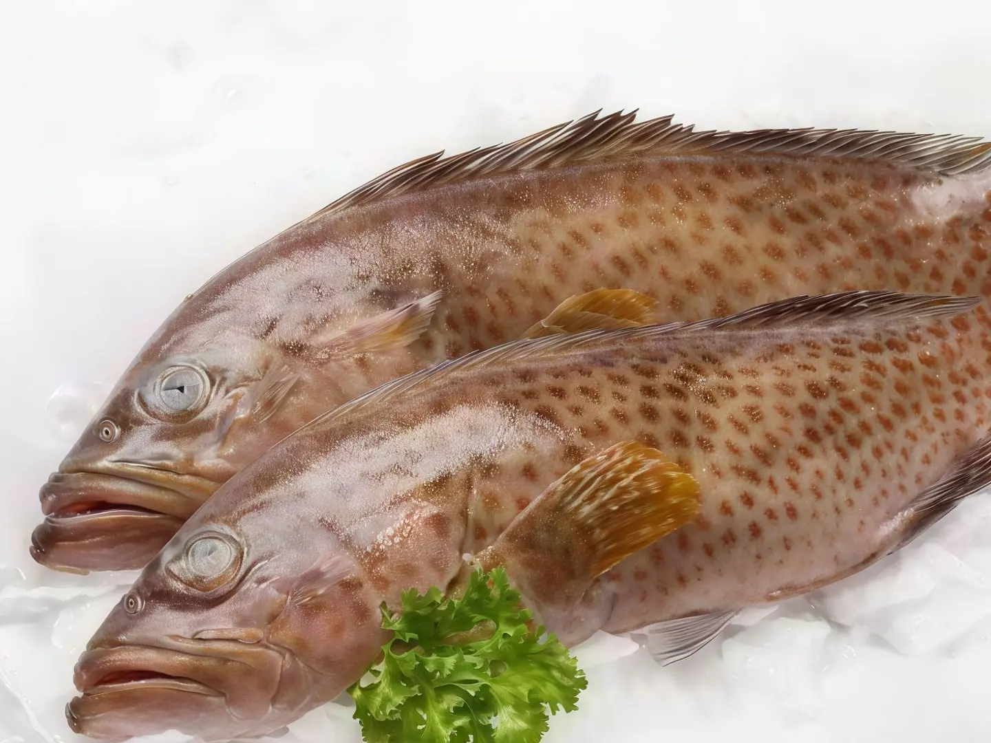 Hamour Fish
