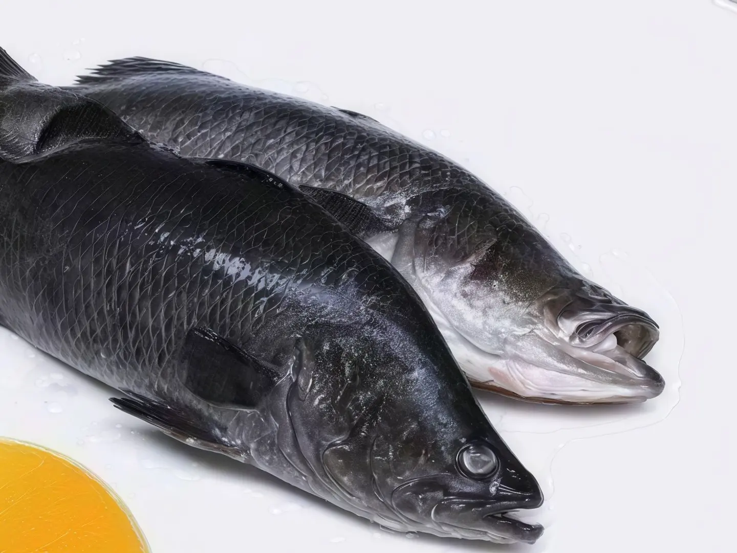 Sea ​​Bass