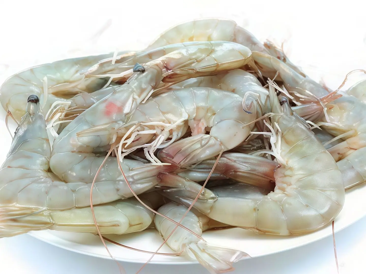 Large Size Shrimp