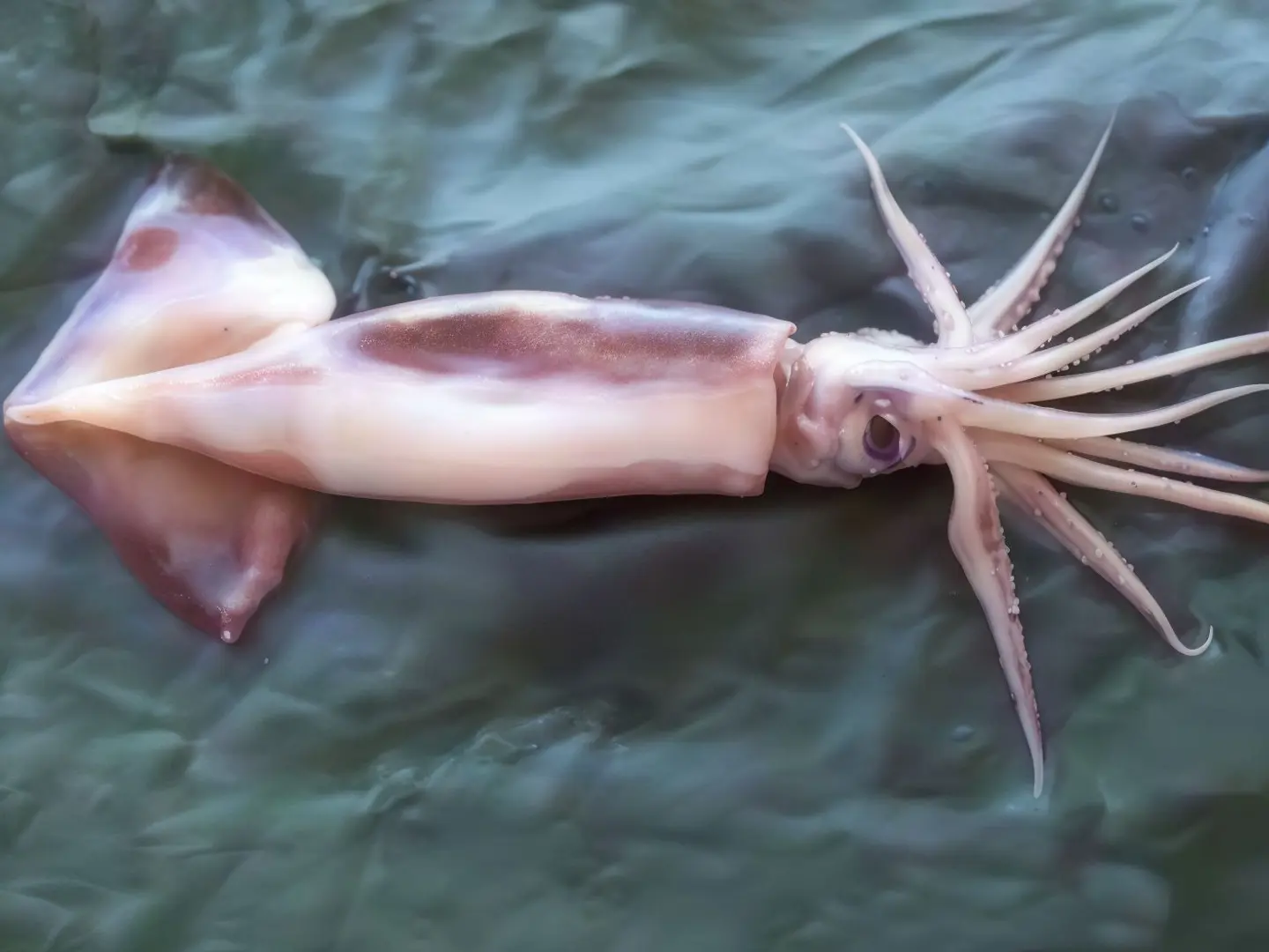 Squid (Calamari)