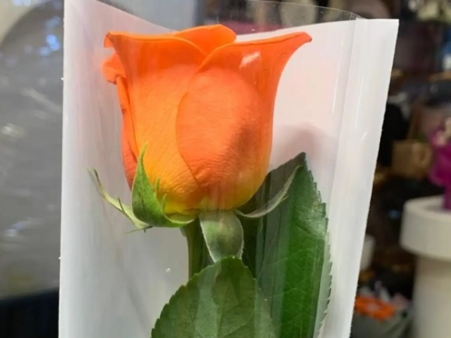 Flower Orange Color