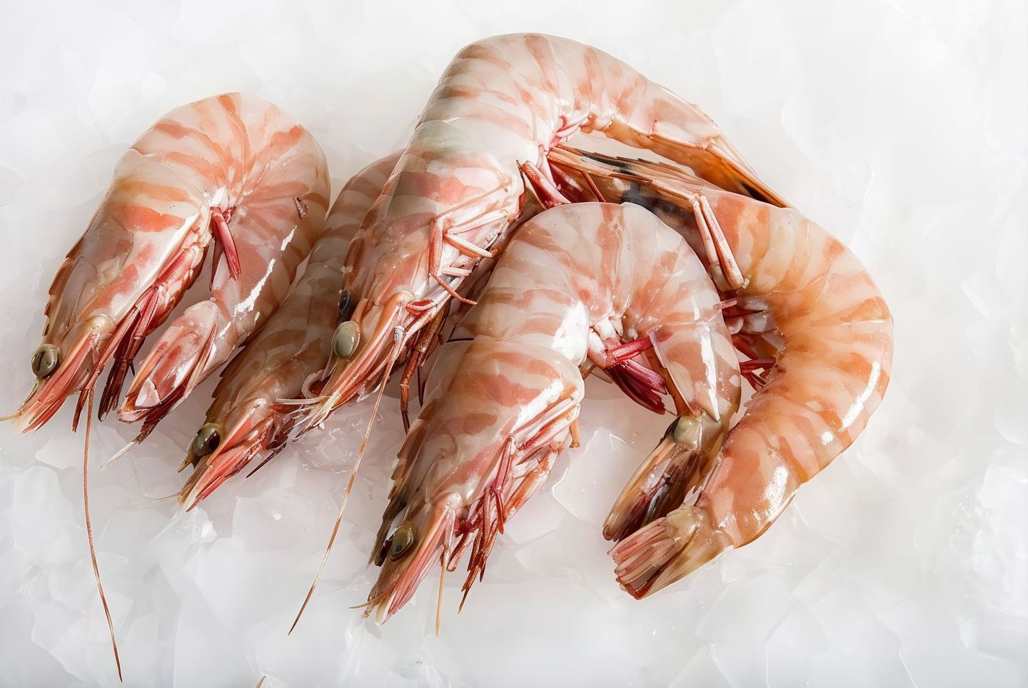 Large Shrimp