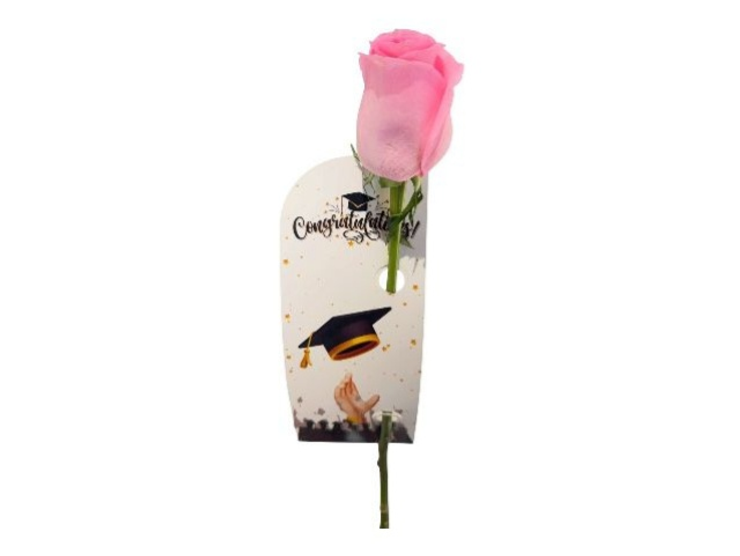A Single Pink Rose For Graduation