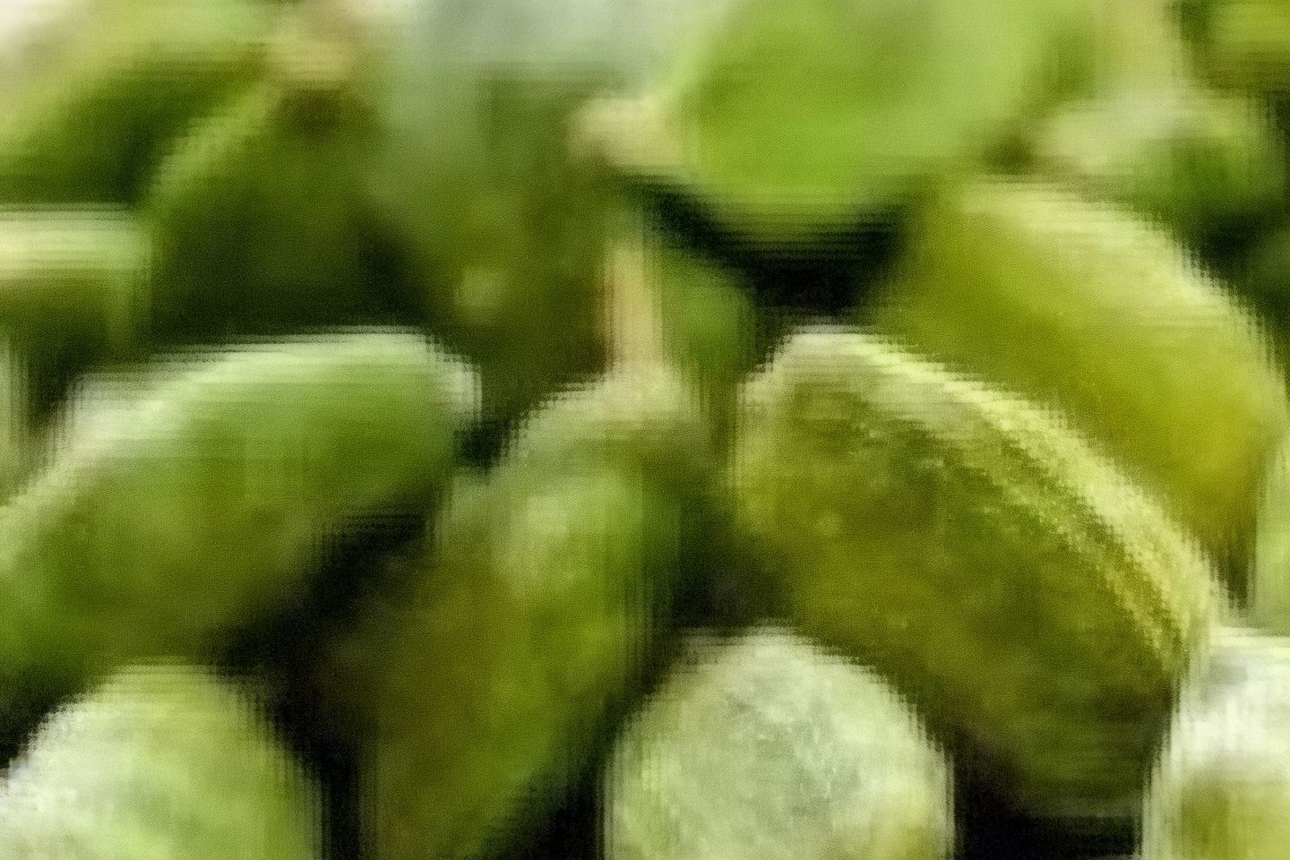 هيل امريكي