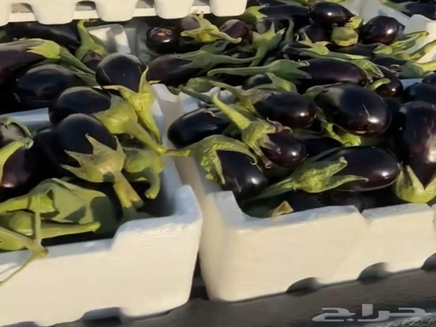 Black Eggplant Fillen