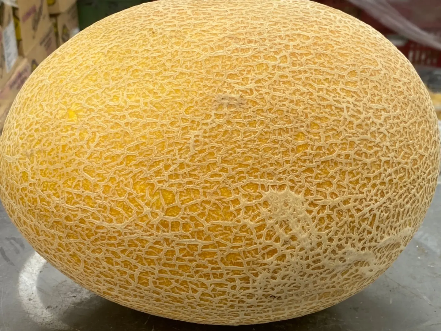 شمام اردني الحبه