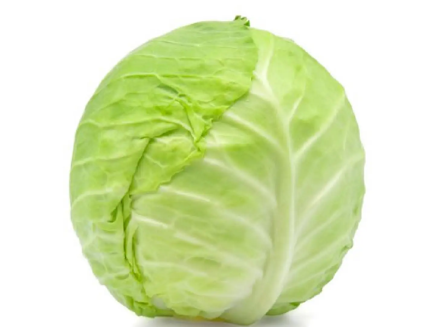 ملفوف اخضر حبه