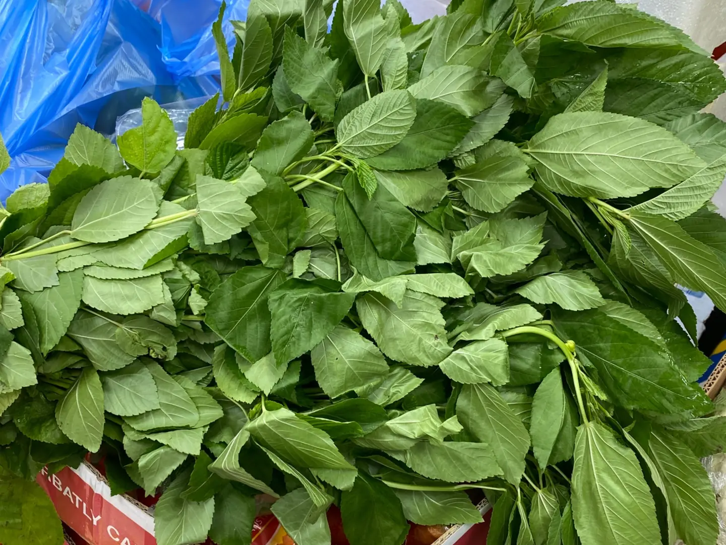 ملوخيه حزمه