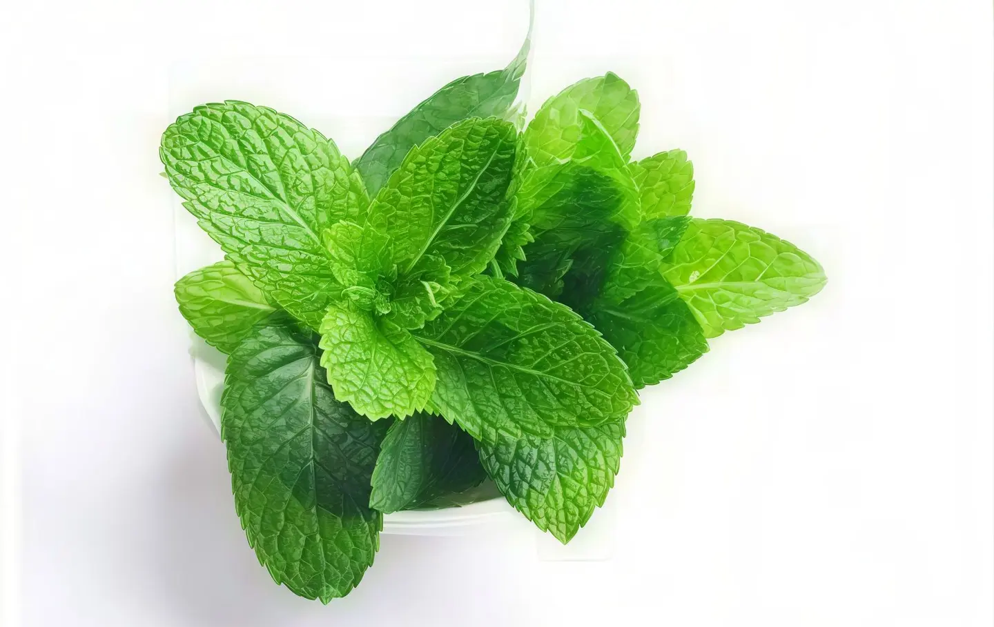 نعناع