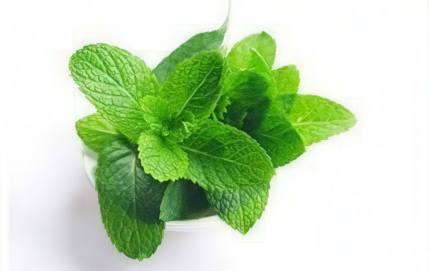 نعناع