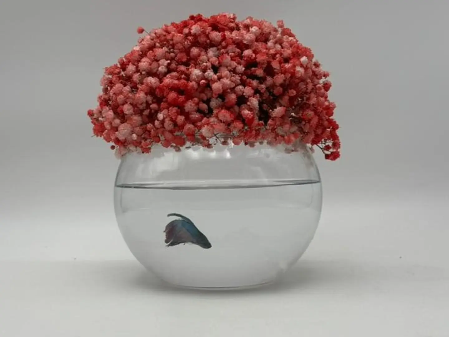 باقة سمكة الحب