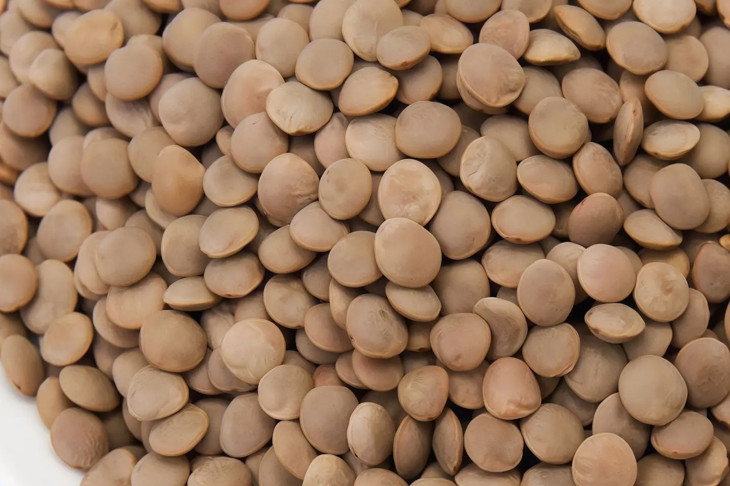 Lentil