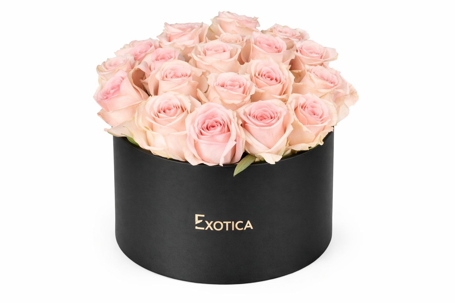 Pink Rose 16