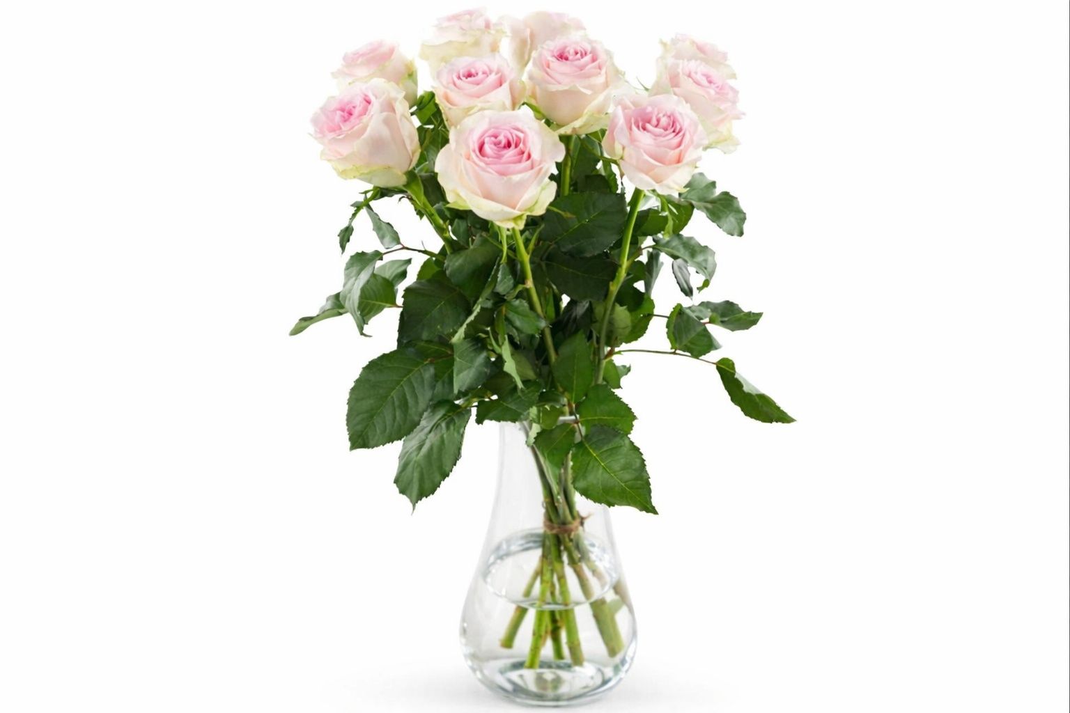 Pink Rose 20