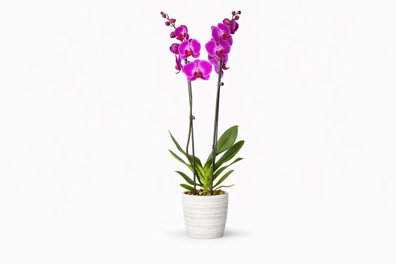 Pink Orchid Plant Large Size