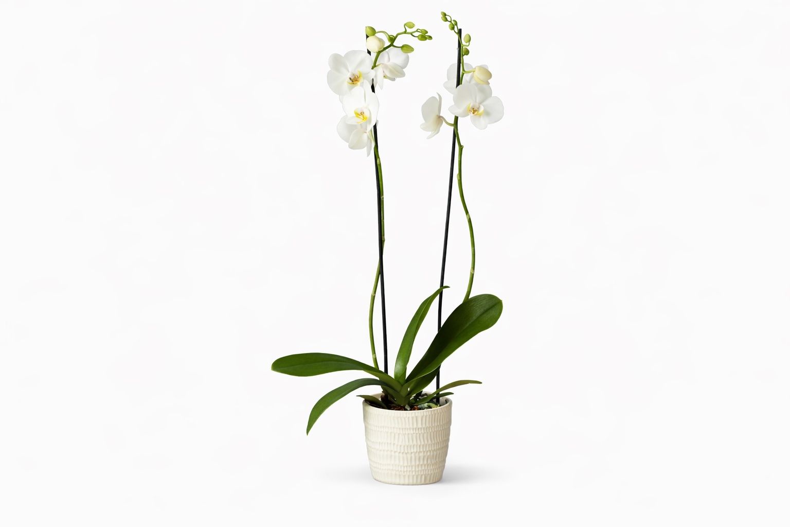 White Orchid Plant Large Size