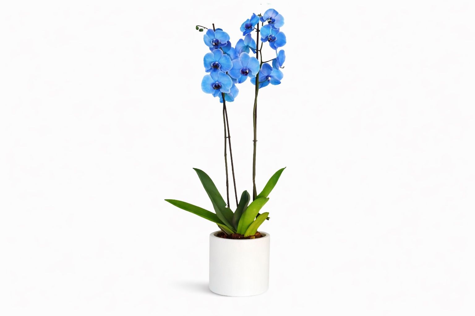 Blue Orchid Plant Large size