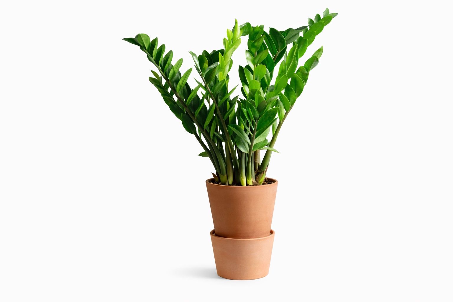 ☘️zamiifolia Plant