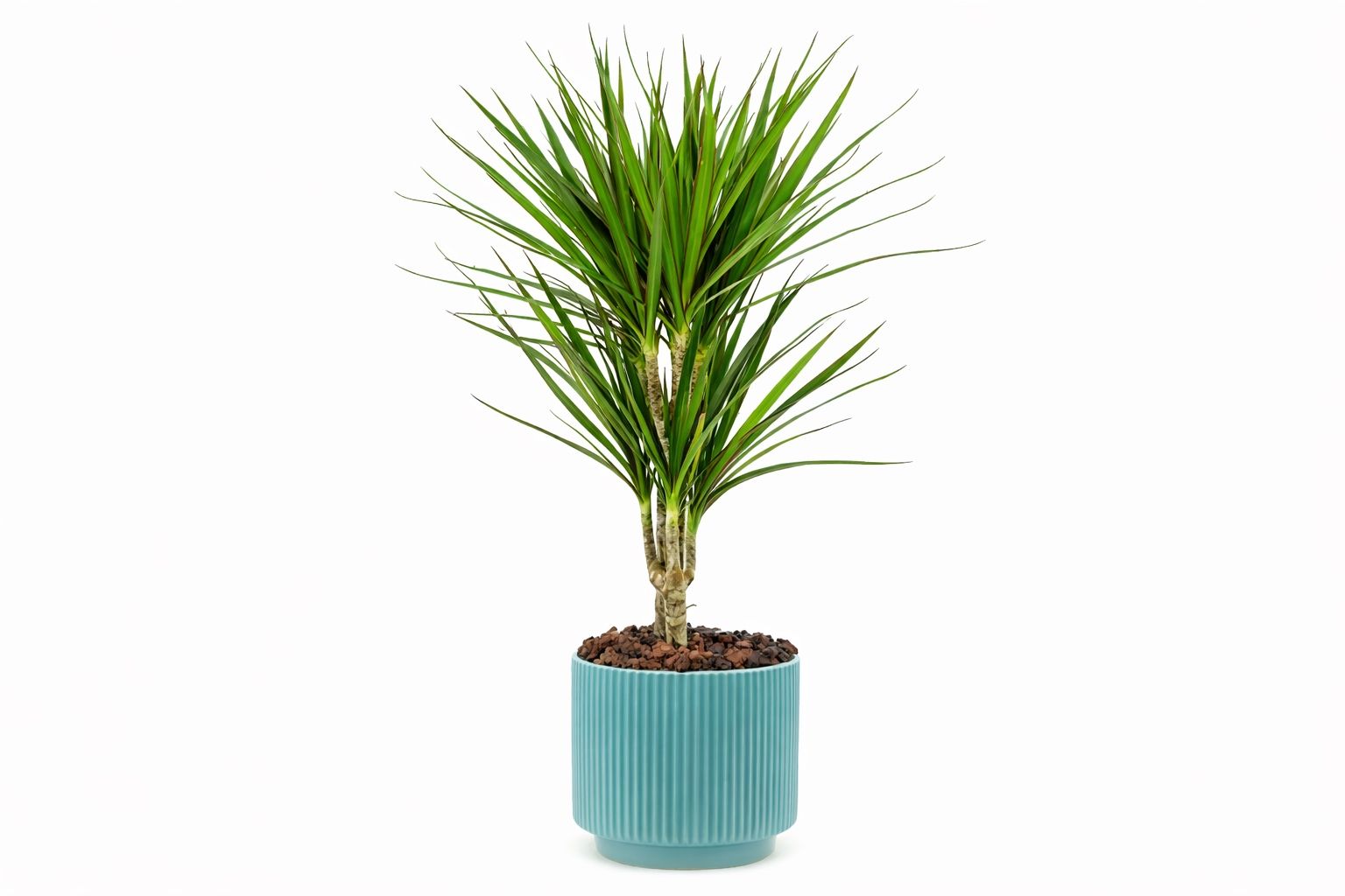 ☘️ Dracaena Plant