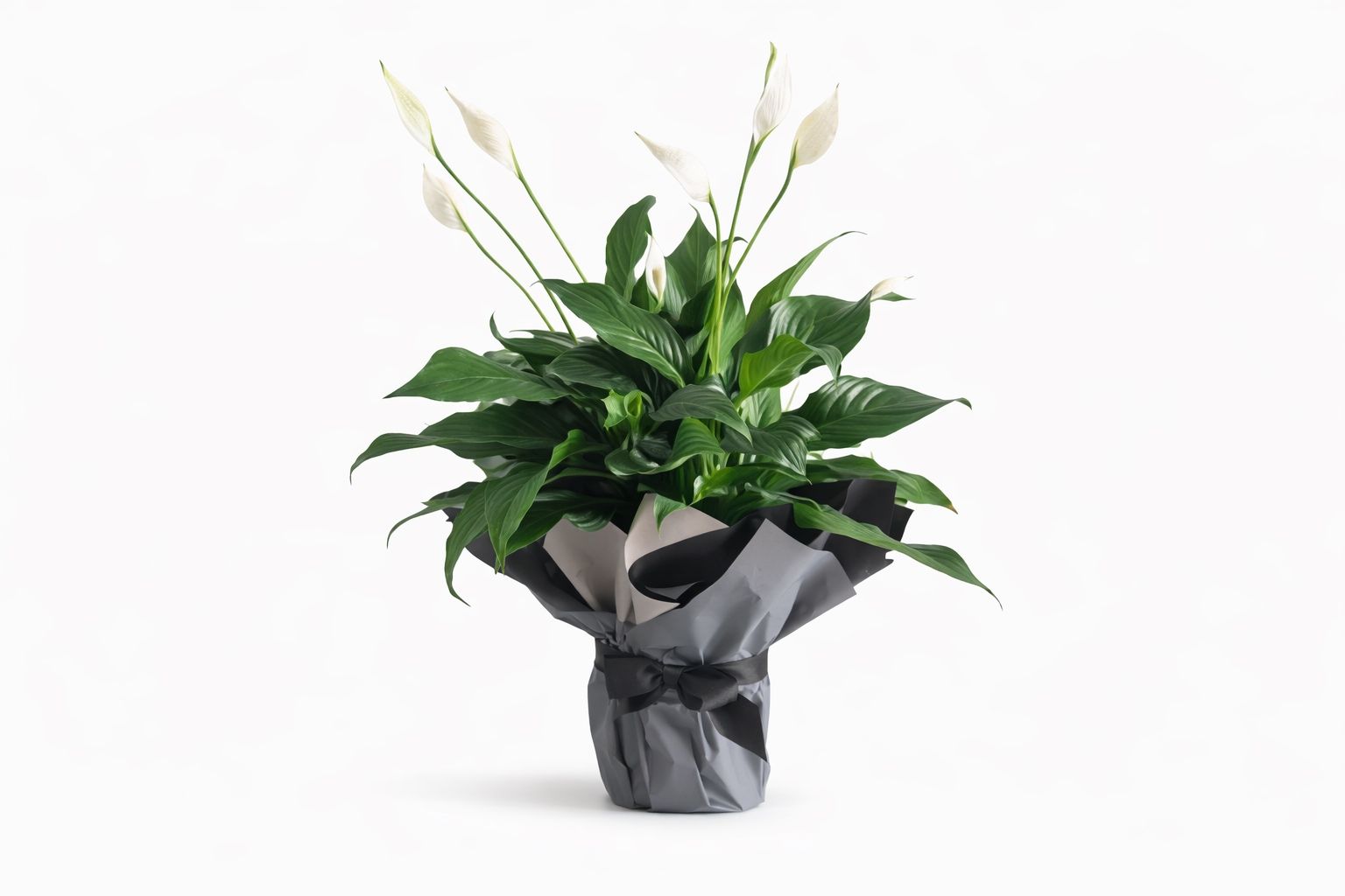 ☘️spathiphyllum Plant 1