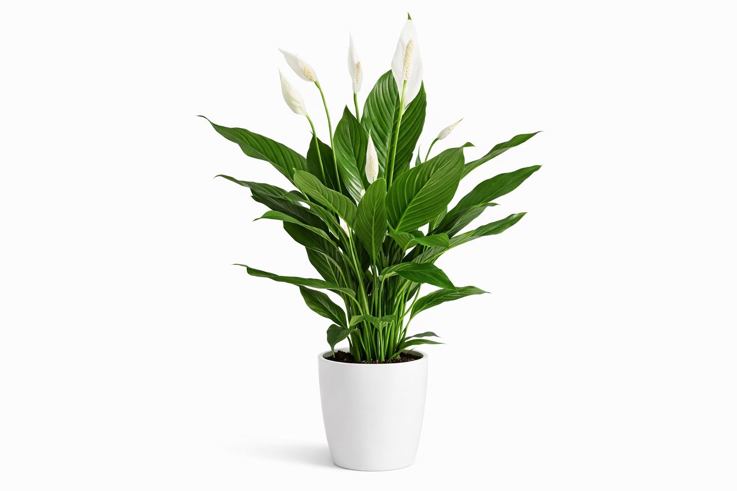☘️spathypelum Plant 2