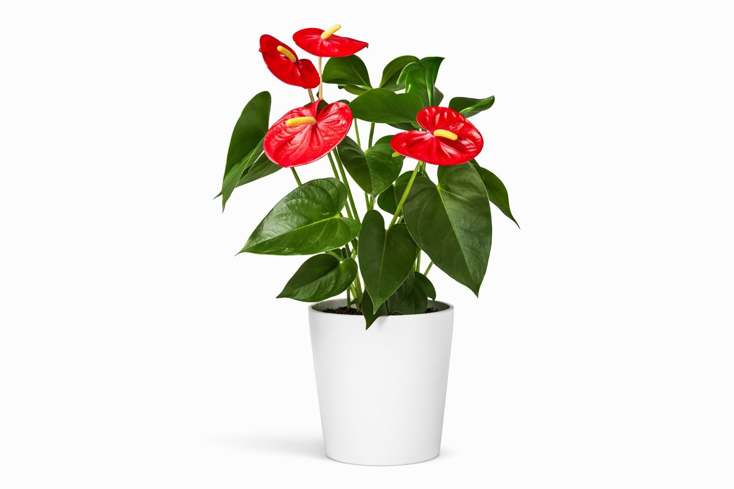 Anthurium Plant
