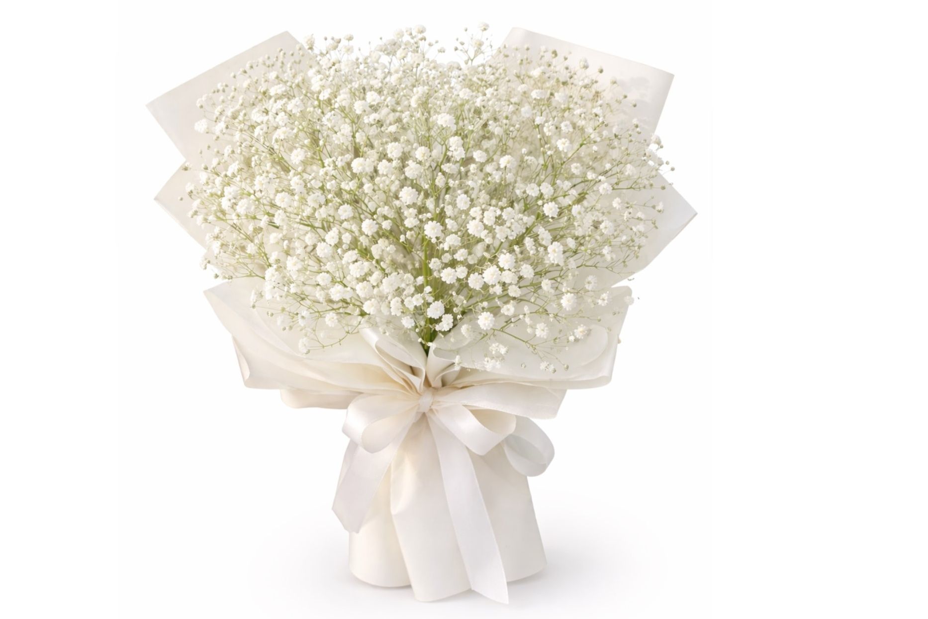 White Rose 12