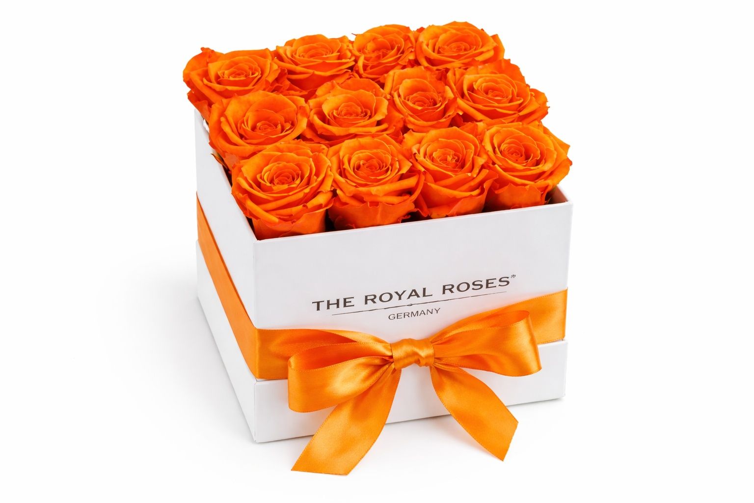 Orange Rose 5
