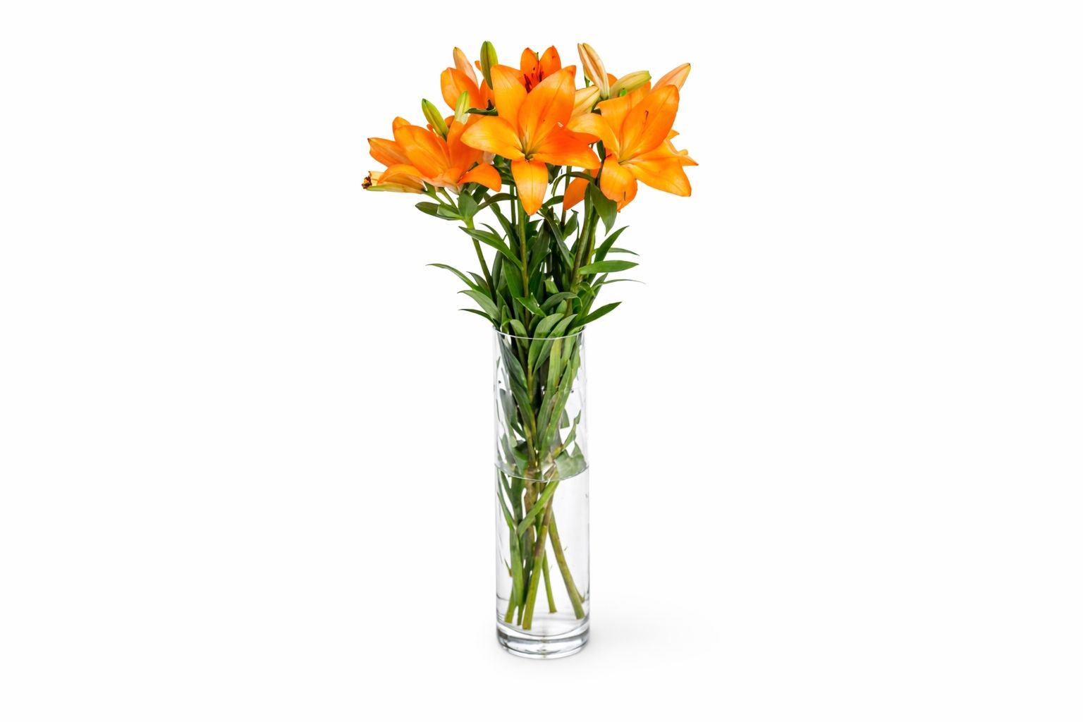 Orange Rose 7
