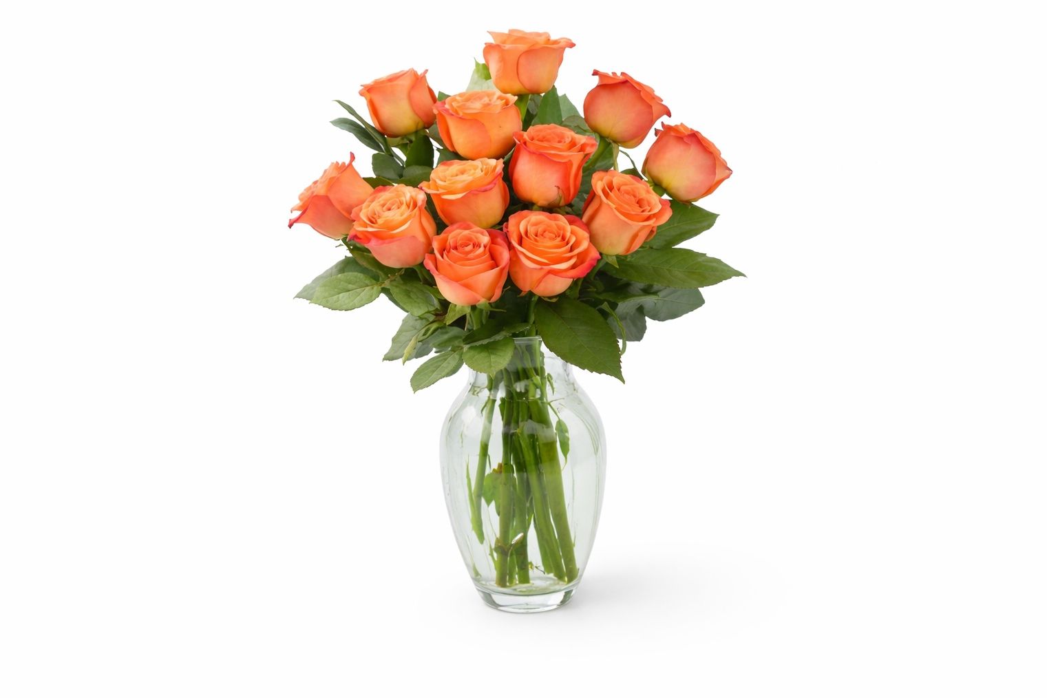 Orange Rose 9